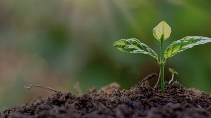 Sustainability: How do I get involved? Part II Rewilding