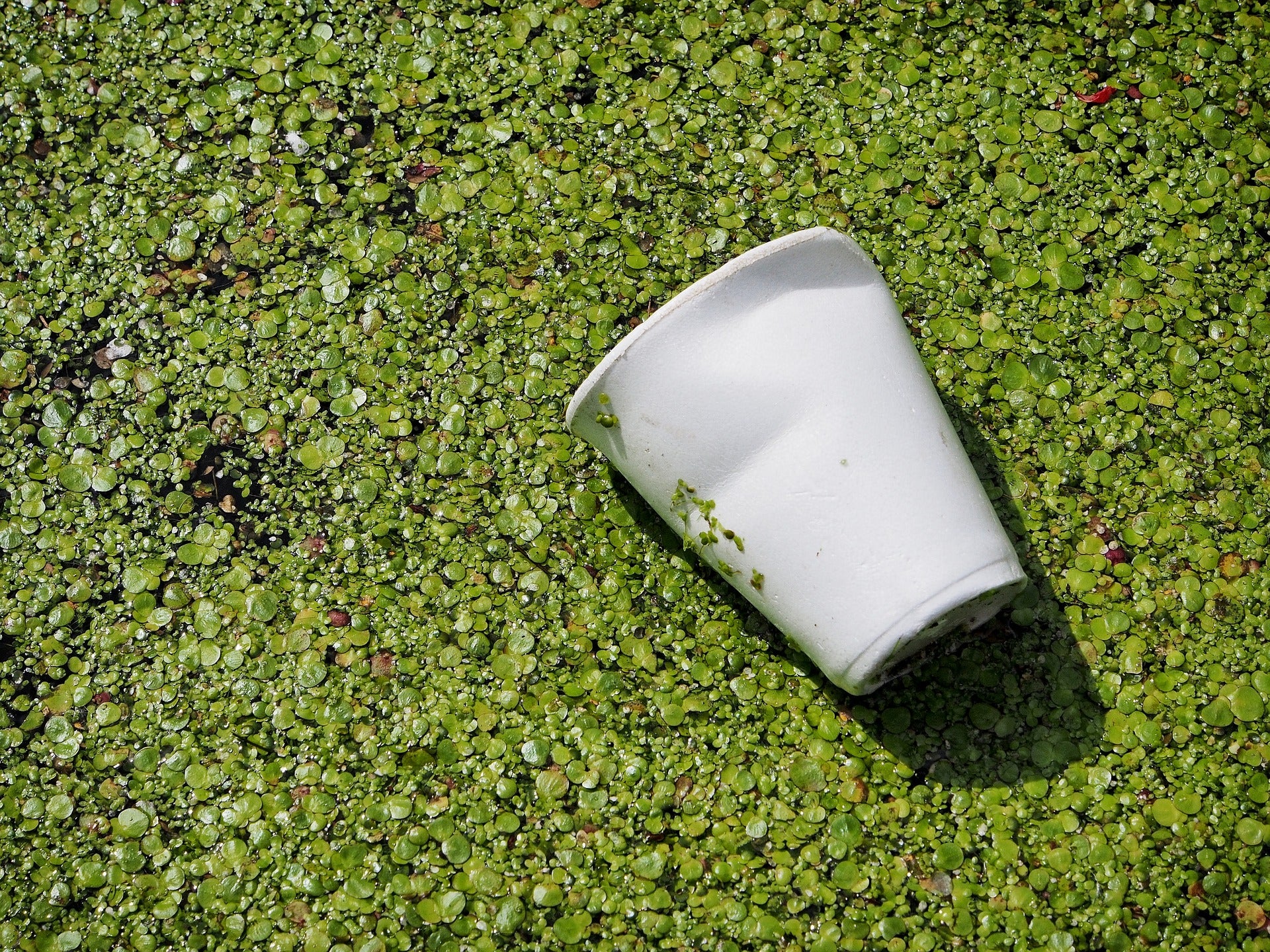 Five Quick & Easy Ways to Spot Greenwashing