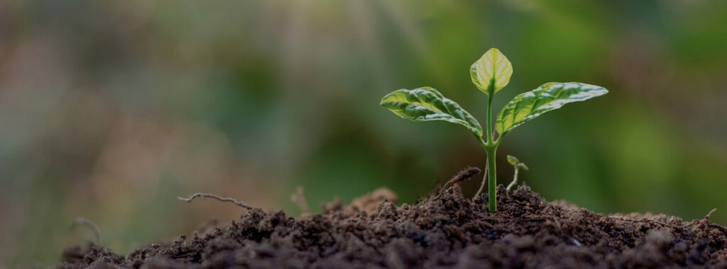 Sustainability: How do I get involved? Part II Rewilding