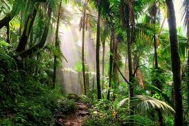 Sustainability: how do I get involved? Part II Rewilding